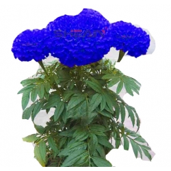 Nasiona Chryzantema niebieska Maidenhair szt.5 N393