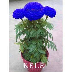 Nasiona Chryzantema niebieska szt.5 Nxx393