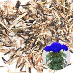 Nasiona Chryzantema niebieska szt.5 Nxx393