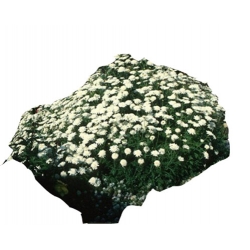 Nasiona Chryzantema ogrodowa biała szt.5 N619