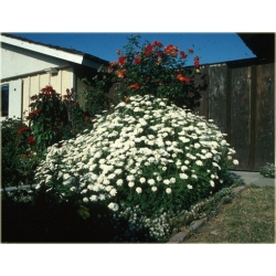 Nasiona Chryzantema biała szt.5 Nxx619