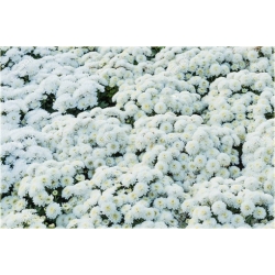 Nasiona Chryzantema biała szt.5 Nxx619