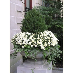 Nasiona Chryzantema biała szt.5 Nxx619