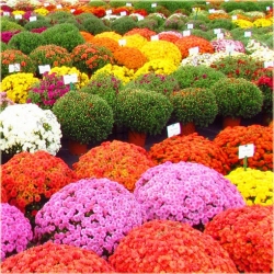 Nasiona Chryzantema biała szt.5 Nxx619