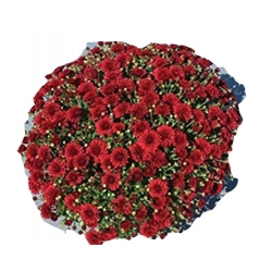 Nasiona Chryzantema ogrodowa czerwona szt.5 N618