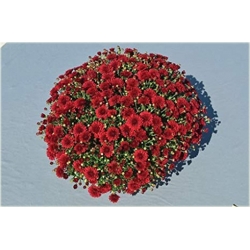 Nasiona Chryzantema czerwona szt.5 Nxx618