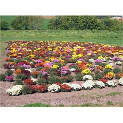 Nasiona Chryzantema czerwona szt.5 Nxx618