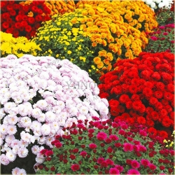 Nasiona Chryzantema czerwona szt.5 Nxx618