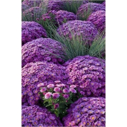 Nasiona Chryzantema fioletowa szt.5 Nxx621