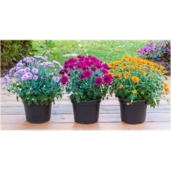 Nasiona Chryzantema fioletowa szt.5 Nxx621