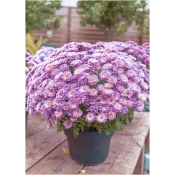 Nasiona Chryzantema fioletowa szt.5 Nxx621