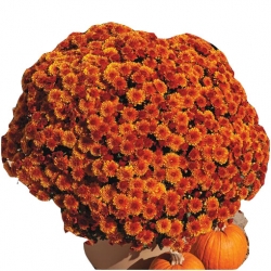 Nasiona Chryzantema ogrodowa pomarańczowa szt.5 N617