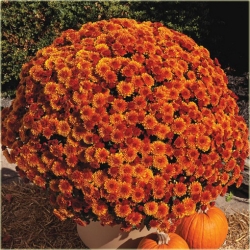 Nasiona Chryzantema pomarań szt.5 Nxx617