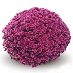 Nasiona Chryzantema ogrodowa różowa szt.5 N620