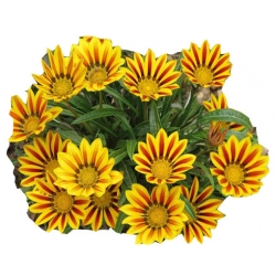 Nasiona Chryzantema paskowana szt.5. N311