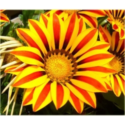 Nasiona Chryzantema paskowana szt.5. Nxx311