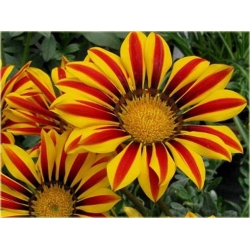 Nasiona Chryzantema paskowana szt.5. Nxx311