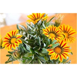 Nasiona Chryzantema paskowana szt.5. Nxx311