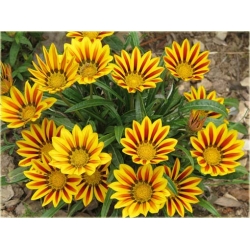 Nasiona Chryzantema paskowana szt.5. Nxx311
