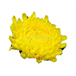 Nasiona Chryzantema żółta szt.5 N184