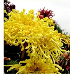 Nasiona Chryzantema żółta szt.5 Nxx184
