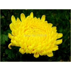 Nasiona Chryzantema żółta szt.5 Nxx184