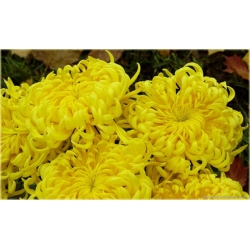Nasiona Chryzantema żółta szt.5 Nxx184