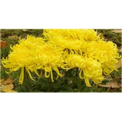 Nasiona Chryzantema żółta szt.5 Nxx184