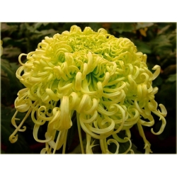 Nasiona Chryzantema żółta szt.5 Nxx184