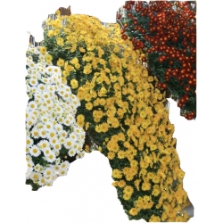 Nasiona Chryzantema zwisła biała szt.10 N325