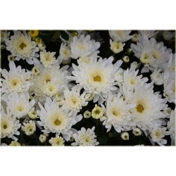 Nasiona Chryzantema zwisła biała szt.10 Nxx325