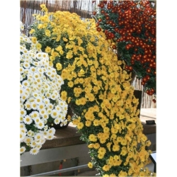 Nasiona Chryzantema zwisła biała szt.10 Nxx325