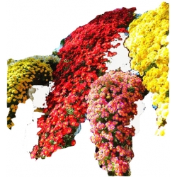 Nasiona Chryzantema zwisła czerwona szt.10 N324