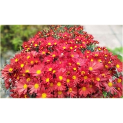 Nasiona Chryzantema zwisła czerwona szt.10 Nxx324