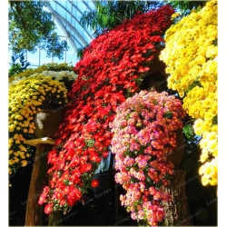 Nasiona Chryzantema zwisła czerwona szt.10 Nxx324