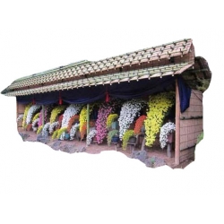 Nasiona Chryzantema zwisła pomarańczowa szt.10 N326