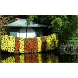 Nasiona Chryzantema zwisła pomarań. szt.10 Nxx326