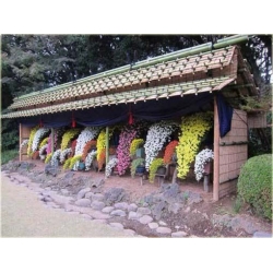 Nasiona Chryzantema zwisła pomarań. szt.10 Nxx326