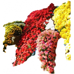 Nasiona Chryzantema zwisła żółta szt.10 N323