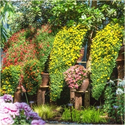 Nasiona Chryzantema zwisła żółta szt.10 Nxx323