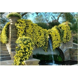 Nasiona Chryzantema zwisła żółta szt.10 Nxx323