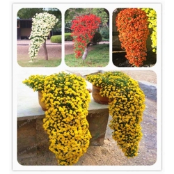 Nasiona Chryzantema zwisła żółta szt.10 Nxx323