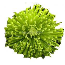 Nasiona Chryzantemy mix szt.5 N176