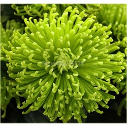 Nasiona Chryzantemy mix szt.5 Nxx176