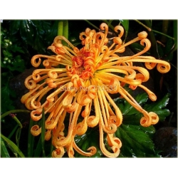 Nasiona Chryzantemy mix szt.5 Nxx176