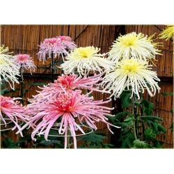 Nasiona Chryzantemy mix szt.5 Nxx176