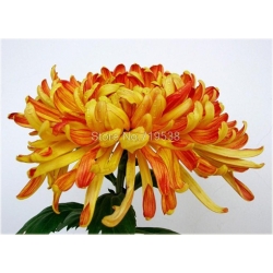 Nasiona Chryzantemy mix szt.5 Nxx176