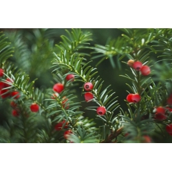 Nasiona Cis pospolity Taxus szt.5 Nxx691