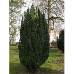 Nasiona Cis pospolity Taxus szt.5 Nxx691