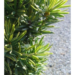 Nasiona Cis pospolity Taxus szt.5 Nxx691
